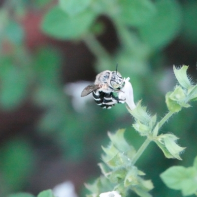 Amegilla (Zonamegilla) asserta (Blue Banded Bee) at Hall, ACT - 29 Jan 2024 by Anna123