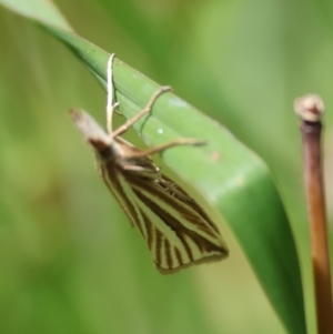 Hednota species near grammellus at QPRC LGA - 28 Jan 2024