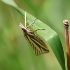 Hednota species near grammellus at QPRC LGA - suppressed