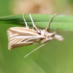 Hednota species near grammellus at QPRC LGA - 28 Jan 2024