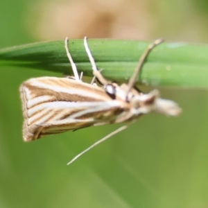 Hednota species near grammellus at QPRC LGA - 28 Jan 2024