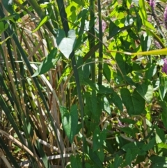 Calystegia sepium at Molonglo River Reserve - 29 Jan 2024