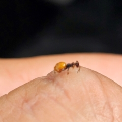 Formicidae (family) (Unidentified ant) at Kenny, ACT - 24 Jan 2024 by Jiggy