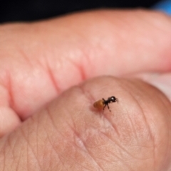 Formicidae (family) at Kenny, ACT - 24 Jan 2024