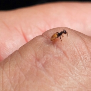 Formicidae (family) at Kenny, ACT - 24 Jan 2024