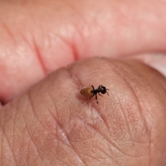 Formicidae (family) at Kenny, ACT - 24 Jan 2024