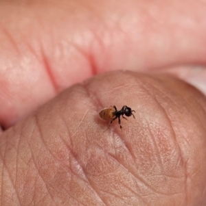 Formicidae (family) at Kenny, ACT - 24 Jan 2024