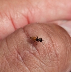 Formicidae (family) at Kenny, ACT - 24 Jan 2024