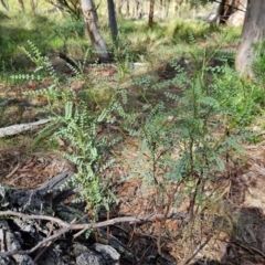 Indigofera adesmiifolia at The Pinnacle - 27 Jan 2024 10:03 AM