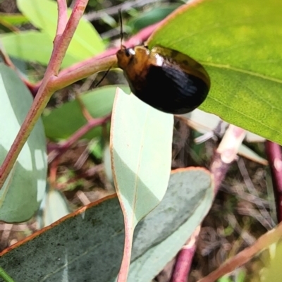 Paropsisterna cloelia (Eucalyptus variegated beetle) at Gundaroo, NSW - 23 Jan 2024 by Gunyijan
