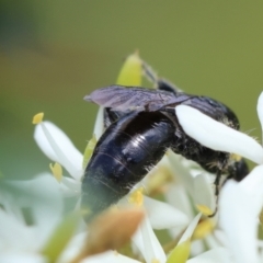 Tiphiidae (family) (Unidentified Smooth flower wasp) at Mongarlowe River - 28 Jan 2024 by LisaH