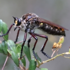 Chrysopogon muelleri (Robber fly) at Mongarlowe River - 28 Jan 2024 by LisaH