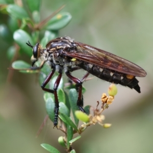 Chrysopogon muelleri at QPRC LGA - suppressed