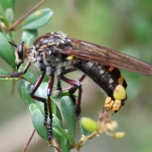 Chrysopogon muelleri at QPRC LGA - suppressed