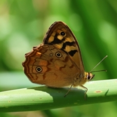 Heteronympha paradelpha (Spotted Brown) at Mongarlowe, NSW - 28 Jan 2024 by LisaH