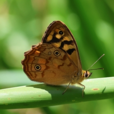 Heteronympha paradelpha (Spotted Brown) at Mongarlowe, NSW - 28 Jan 2024 by LisaH