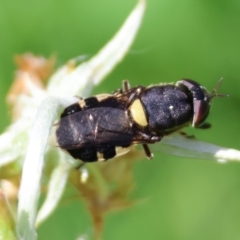 Odontomyia hunteri (Soldier fly) at Mongarlowe River - 28 Jan 2024 by LisaH