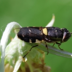 Odontomyia hunteri at QPRC LGA - suppressed