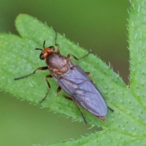 Inopus rubriceps at QPRC LGA - suppressed