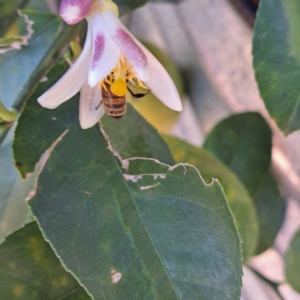 Apis mellifera at Watson, ACT - 27 Jan 2024