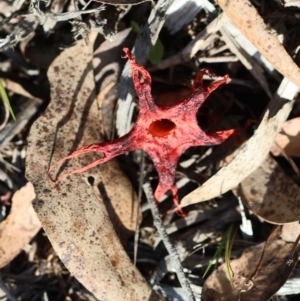 Aseroe rubra at QPRC LGA - suppressed