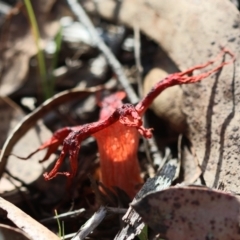 Aseroe rubra at QPRC LGA - suppressed