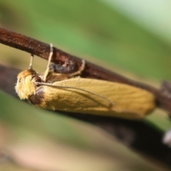 Oecophoridae (family) (Unidentified Oecophorid concealer moth) at Mongarlowe River - 28 Jan 2024 by LisaH