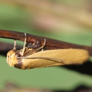 Oecophoridae (family) at QPRC LGA - 28 Jan 2024