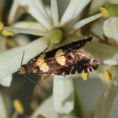 Glyphipterix chrysoplanetis (A Sedge Moth) at Mongarlowe River - 28 Jan 2024 by LisaH