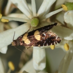 Glyphipterix chrysoplanetis at QPRC LGA - suppressed