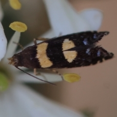 Glyphipterix chrysoplanetis at QPRC LGA - 28 Jan 2024