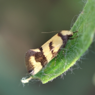 Olbonoma triptycha (Chezela Group) at Red Hill to Yarralumla Creek - 29 Jan 2024 by LisaH