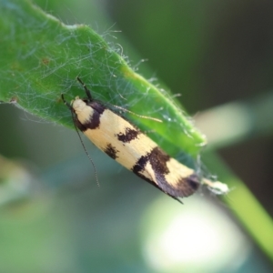 Olbonoma triptycha at Hughes Grassy Woodland - 29 Jan 2024