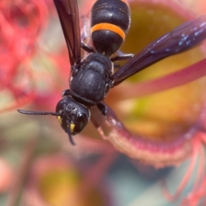 Hylaeus (Analastoroides) foveatus at ANBG - 29 Jan 2024