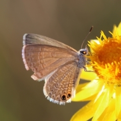 Nacaduba biocellata (Two-spotted Line-Blue) at Hughes Grassy Woodland - 29 Jan 2024 by LisaH