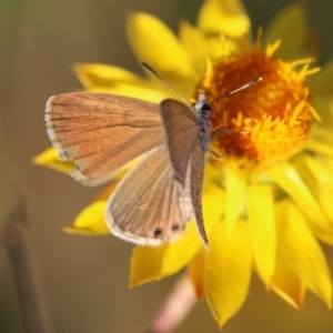 Nacaduba biocellata at Hughes Grassy Woodland - 29 Jan 2024