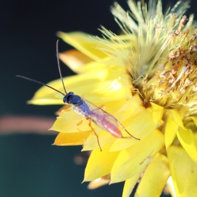 Ichneumonoidea (Superfamily) (A species of parasitic wasp) at Hughes Grassy Woodland - 29 Jan 2024 by LisaH
