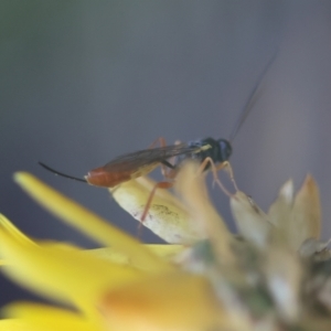 Ichneumonoidea (Superfamily) at Red Hill to Yarralumla Creek - 29 Jan 2024