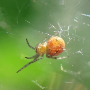 Linyphiidae (family) at Hughes Grassy Woodland - 29 Jan 2024