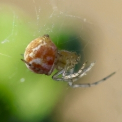 Linyphiidae (family) at Hughes Grassy Woodland - 29 Jan 2024