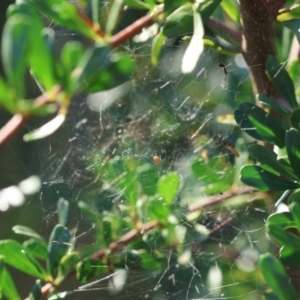 Linyphiidae (family) at Hughes Grassy Woodland - 29 Jan 2024