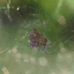 Linyphiidae (family) at Hughes Grassy Woodland - 29 Jan 2024