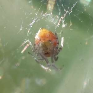 Linyphiidae (family) at Hughes Grassy Woodland - 29 Jan 2024