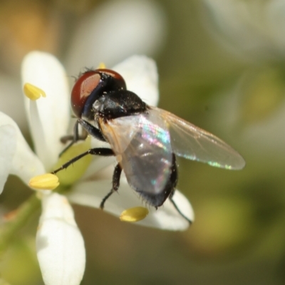 Phasia sp. (genus) at Hughes Grassy Woodland - 29 Jan 2024 by LisaH