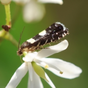 Glyphipterix chrysoplanetis at Red Hill to Yarralumla Creek - 29 Jan 2024