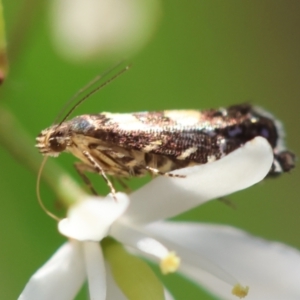 Glyphipterix chrysoplanetis at Red Hill to Yarralumla Creek - 29 Jan 2024