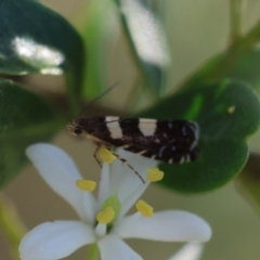 Glyphipterix chrysoplanetis at Red Hill to Yarralumla Creek - 29 Jan 2024