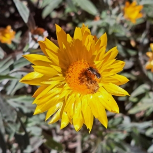 Lasioglossum (Chilalictus) sp. (genus & subgenus) at Watson, ACT - 27 Jan 2024