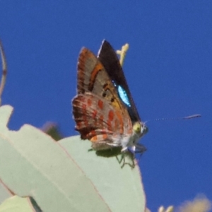 Hypochrysops delicia at Mount Ainslie - suppressed