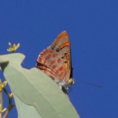 Hypochrysops delicia at Mount Ainslie - suppressed